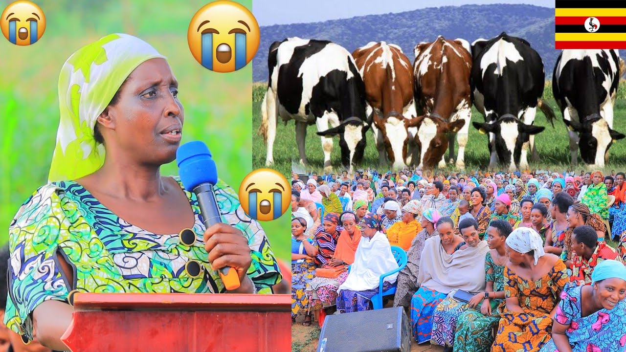 UMVA ABAGABO BARIYE INKA 🐄ZABAPFAKAZI // MUZABONA ISHAMO // MUMUKUTANO NAKIVALE // EV KAMIKAZI