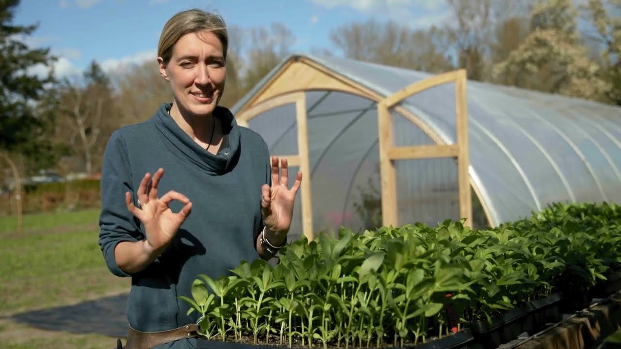 The Flower Growing Guide— Preparing Seedlings for the Outdoors