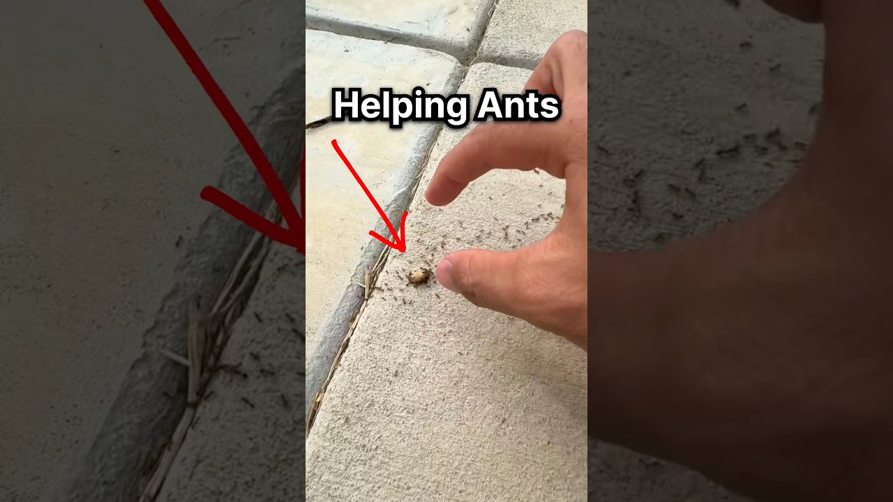I HELPED an ANT COLONY!!