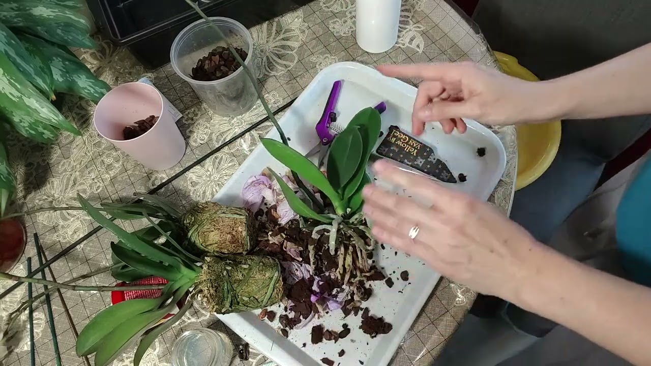 И снова спасаю орхидеи.