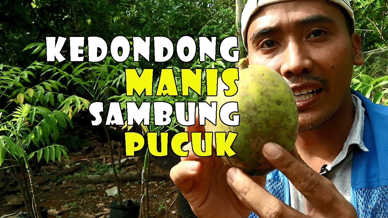 cara sambung pucuk kedondong besar manis agar berhasil