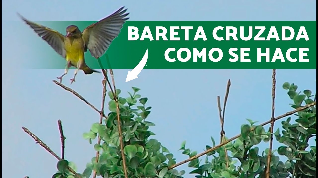 TODO sobre las BARETAS ✔️ (Tutoriales de SILVESTRISMO)