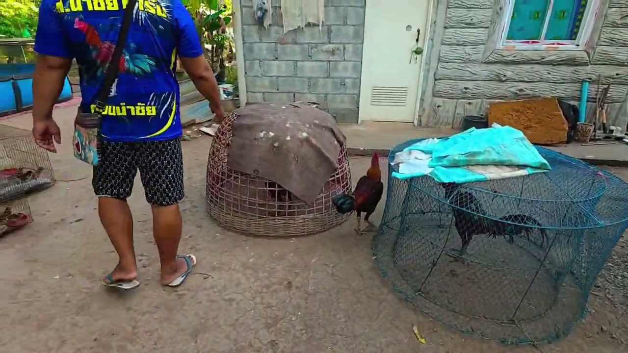 ไก่ชนพม่าแข้งหน้า แผลวงแดง