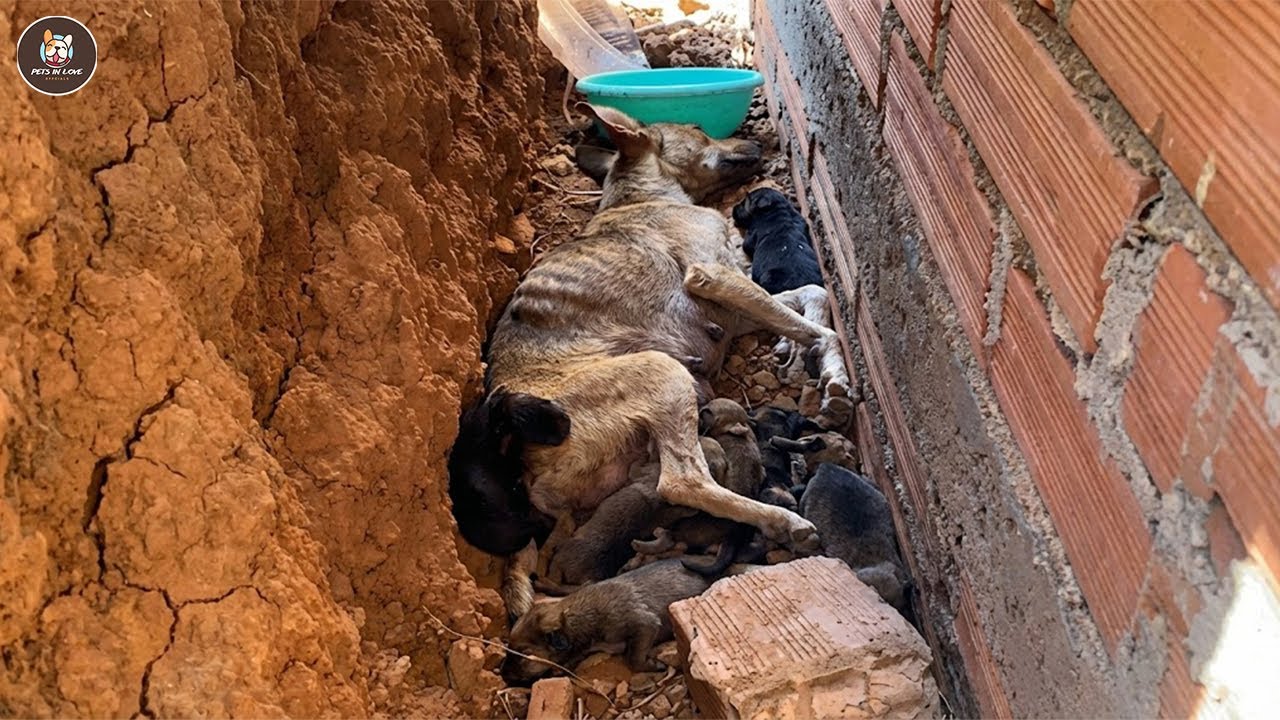 Thrown out after giving birth, she trembled holding her pups until they were safe