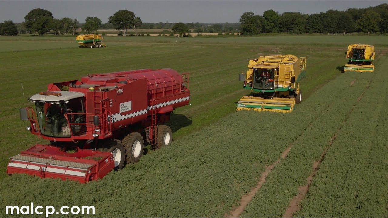 Harvest 2021 - Anglian Pea Growers vining peas in Suffolk. Five PMC and Ploeger harvesters in action