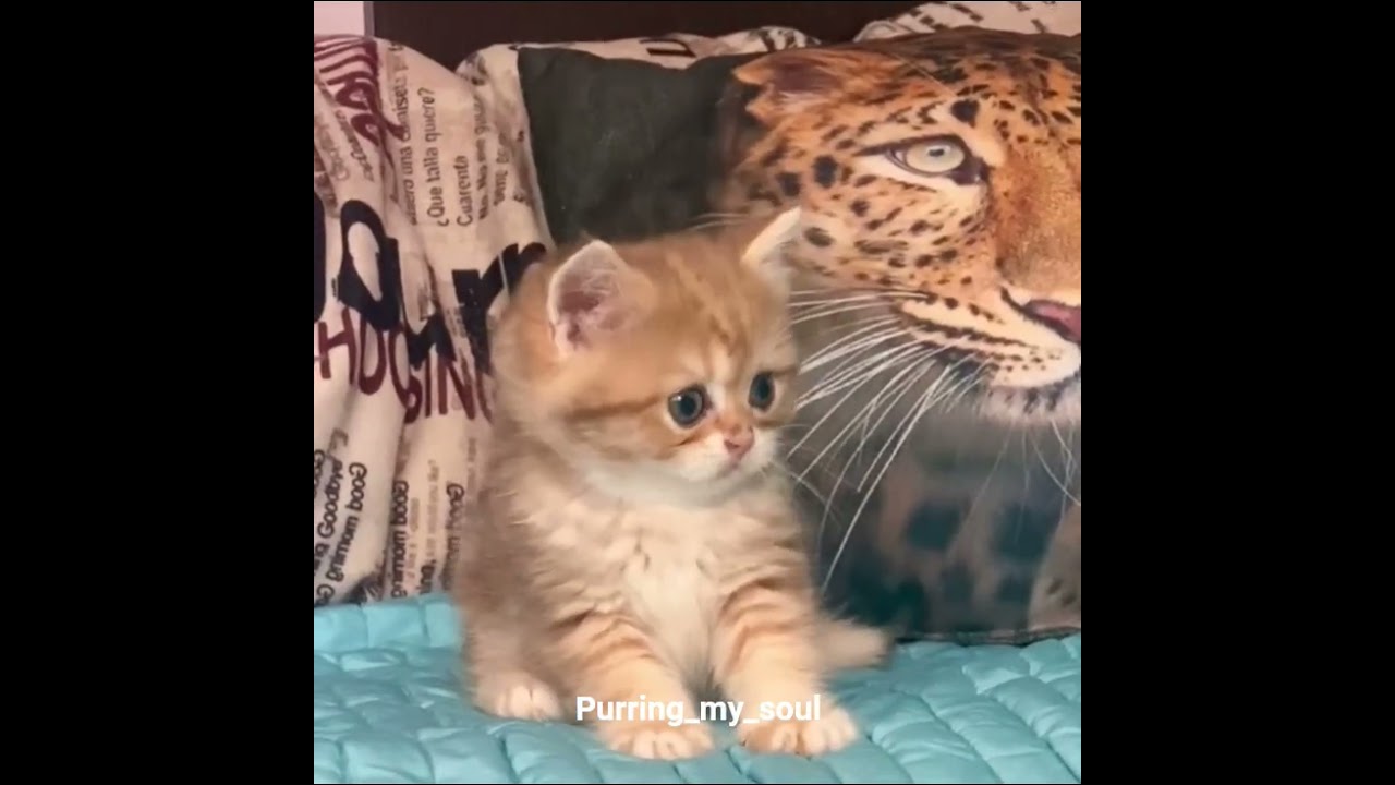 Очаровашка 😉💯❤️ #kitten #cat #catvideos #catshorts #smile #ny11