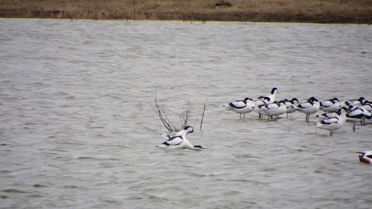avocets mating