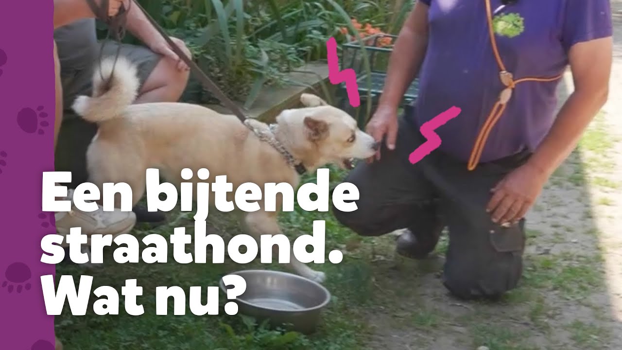 Deze BIJTENDE straathond kan ook BRAAF zijn - Ron's Hondenspreekuur