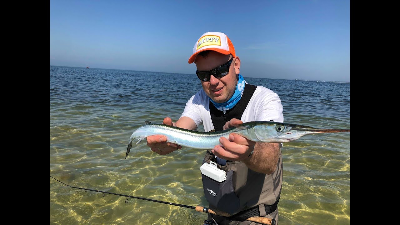 Belony na spinning | Zatoka Pucka | Garfish 2019