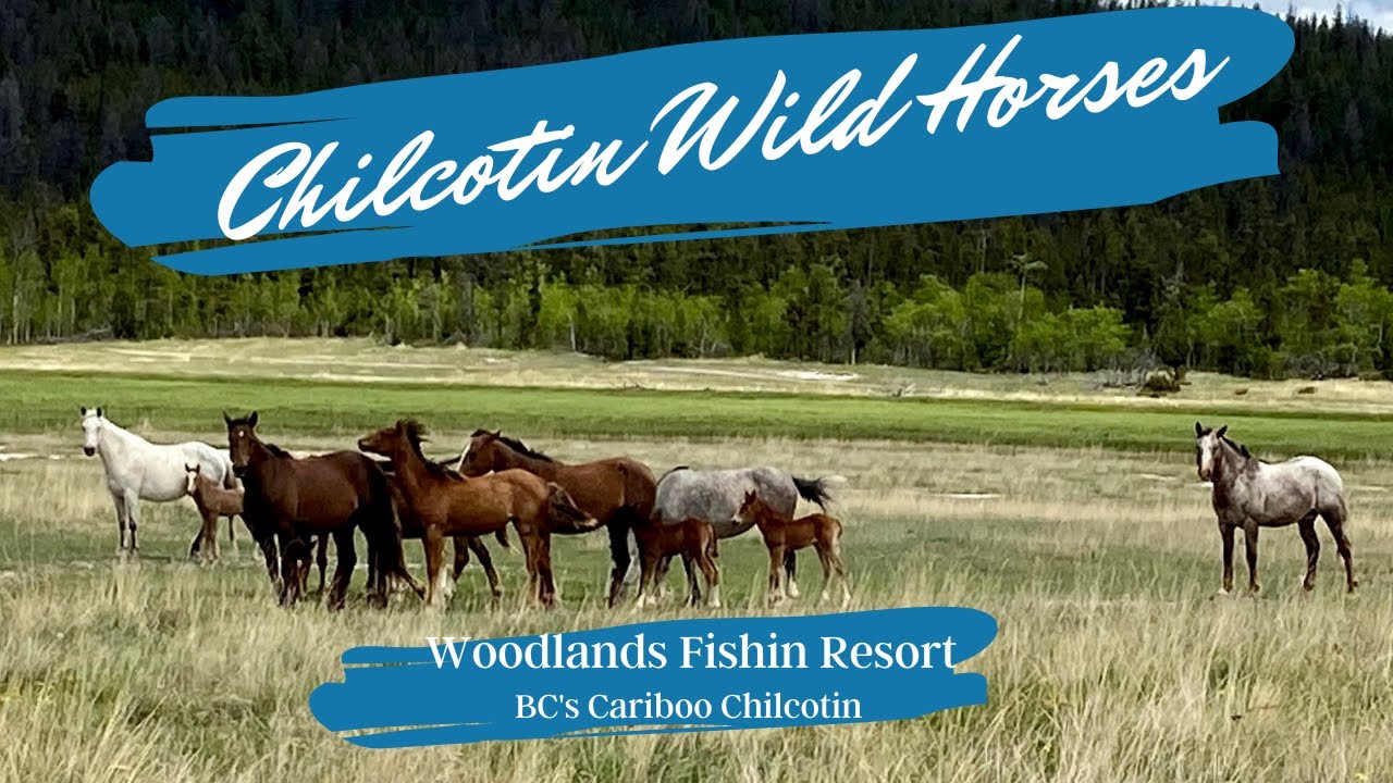 Your Vacation Destination! Come explore the Chilcotin and see the wild horses . Your place to unplug