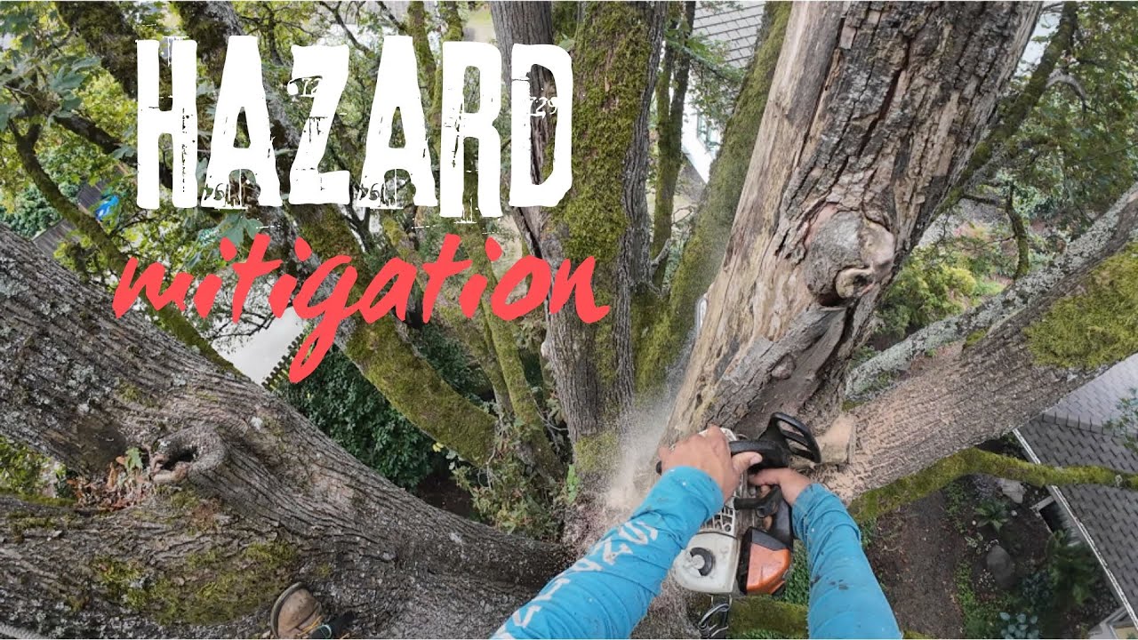 Pruning Majestic Maple Tree (Certified Arborist)