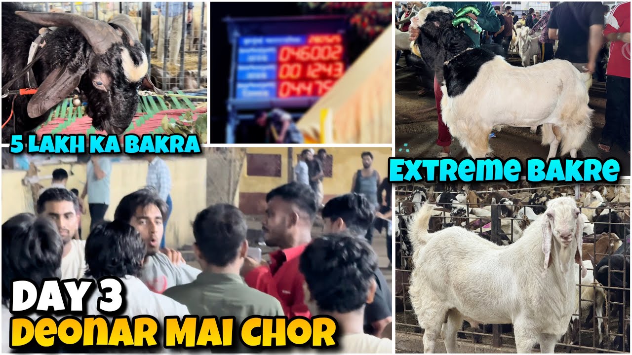 DEONAR mai CHOR Pakda Gaya😱5 Lakh ka Bakra and EXTREME BHARAI GOATS at DEONAR Bakra Mandi Day 3