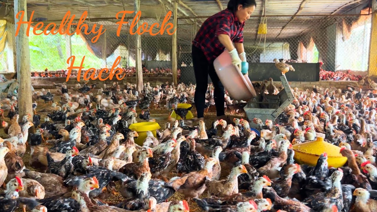 How To Raise Free Range Chickens On Rainy Days | Add Probiotics For Healthy Flock
