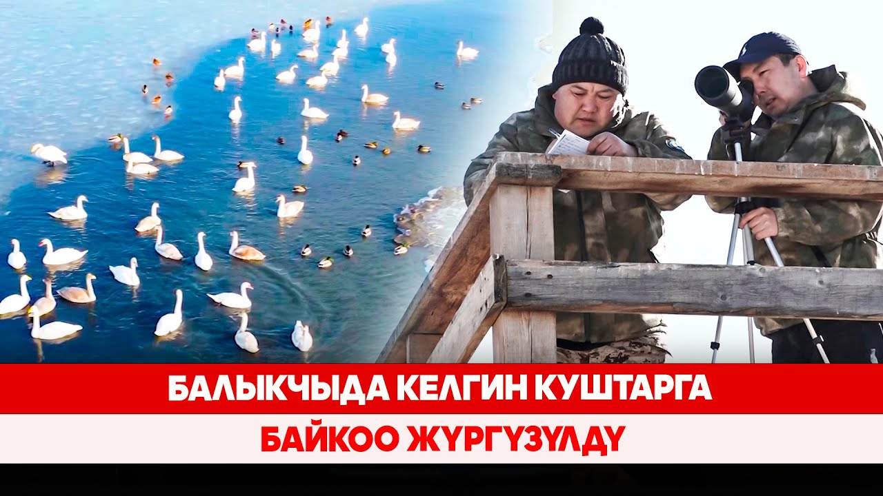 Балыкчыда келгин куштарга байкоо жүргүзүлдү