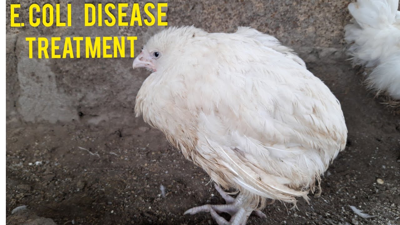 How To Treat E. Coli  (Escherichia Coli infection ) in broiler poultry