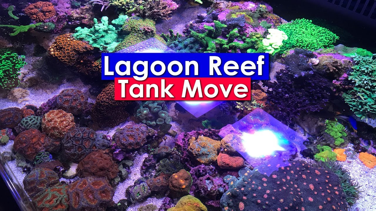 Saltwater Aquarium - Lagoon Reef Update: Moving a saltwater aquarium