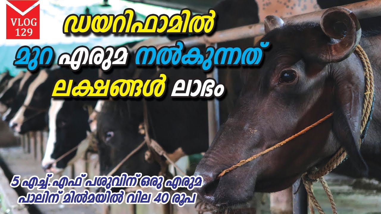 ഡയറിഫാമിൽ മുറ എരുമ നൽകുന്നത് ലക്ഷങ്ങൾ ലാഭം