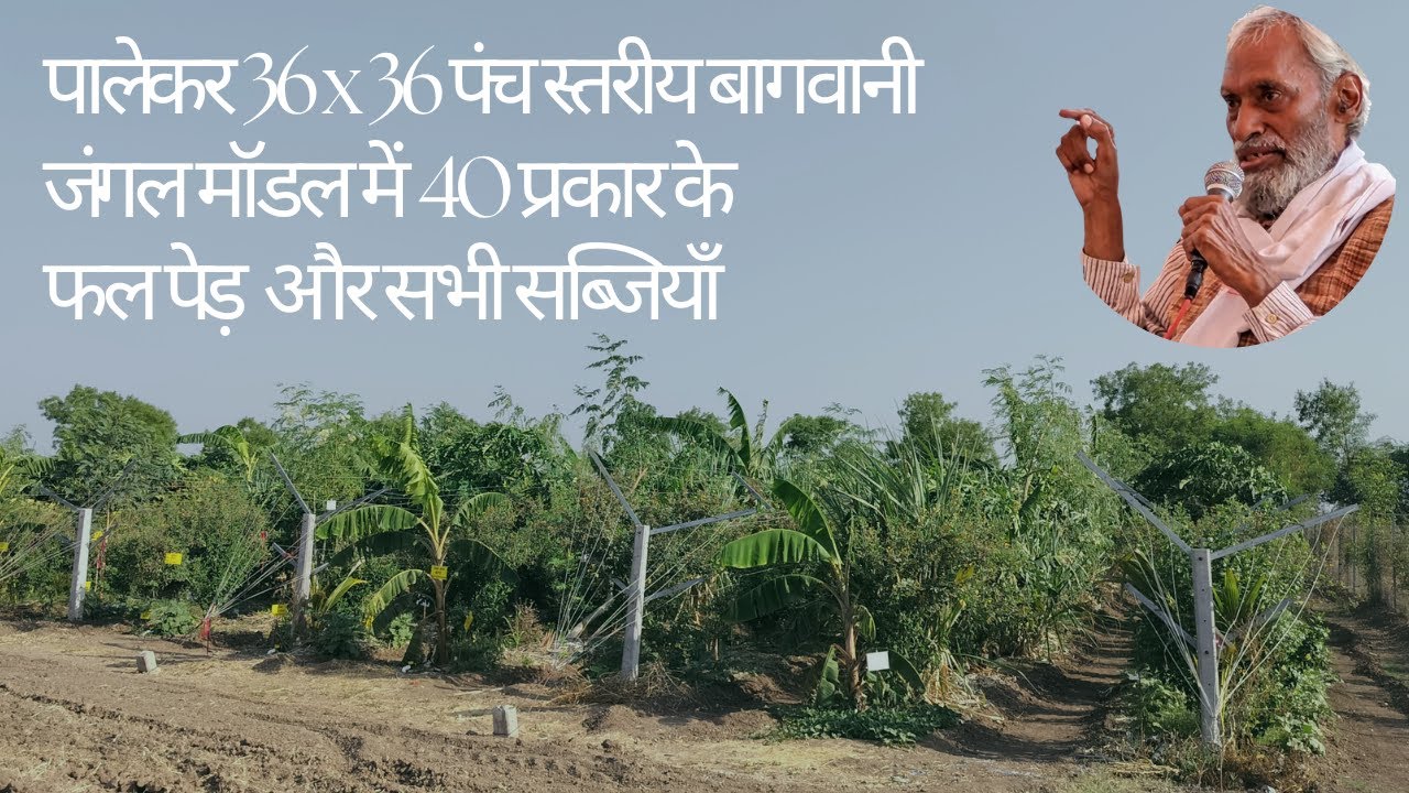 पालेकर 36 x 36पंच स्तरीय बागवानी जंगल मॉडल में 40 प्रकार के फल पेड़ और सभी सब्जियाँ