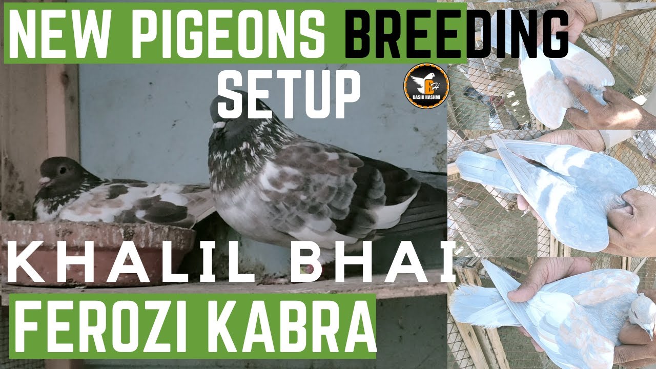 Pigeons Loft Breeding Setup Khalil Bhai | Exotic Birds Pigeons Breed Ferozi Kabray, Ghaghray Kabray