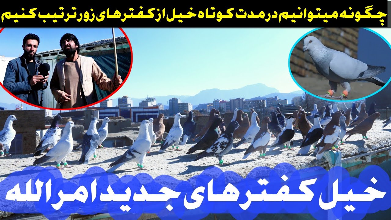 جور کردن خیل از کفتر های زور مدت کوتاه | خیل کفتر های جدید امرالله | شوق با امرالله