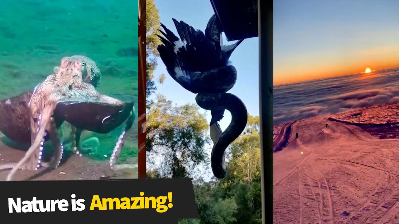 Nature is Amazing!