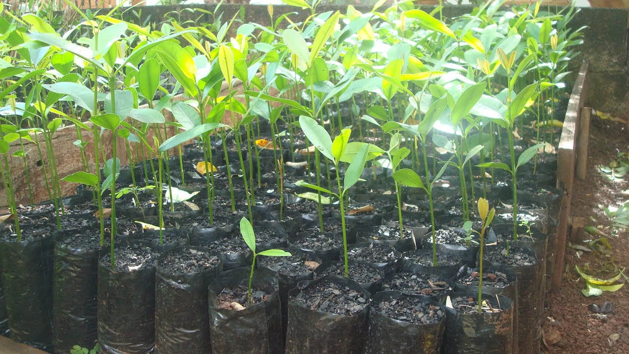 Como Plantar Guanandi