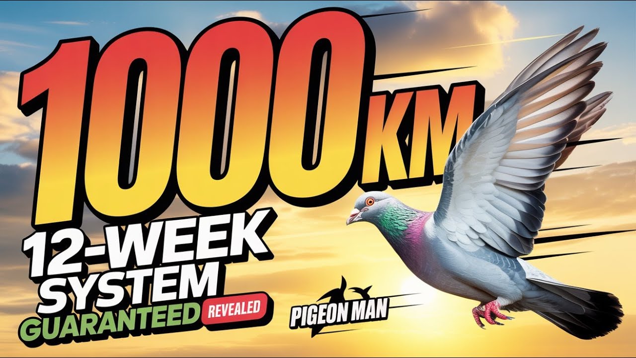 1000 KM Pigeon Race Training  Complete 12 Week System