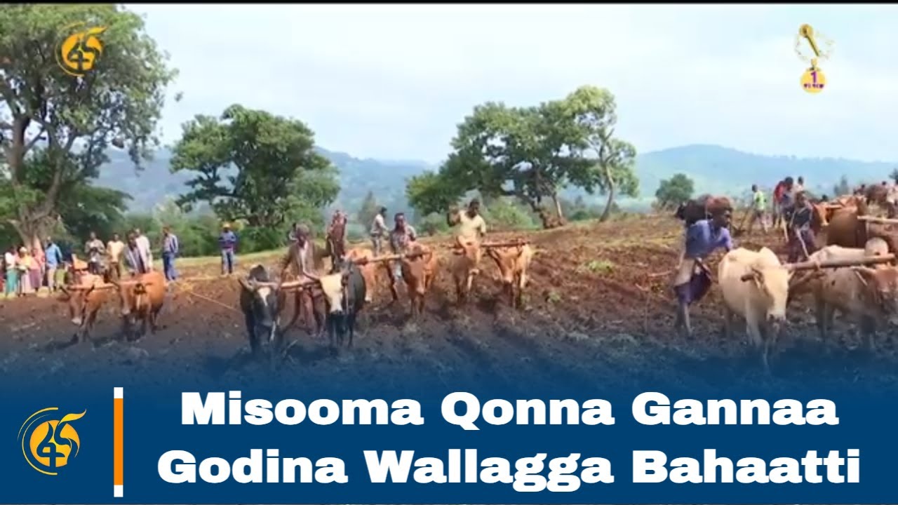 Misooma Qonna Gannaa Godina Wallagga Bahaatti