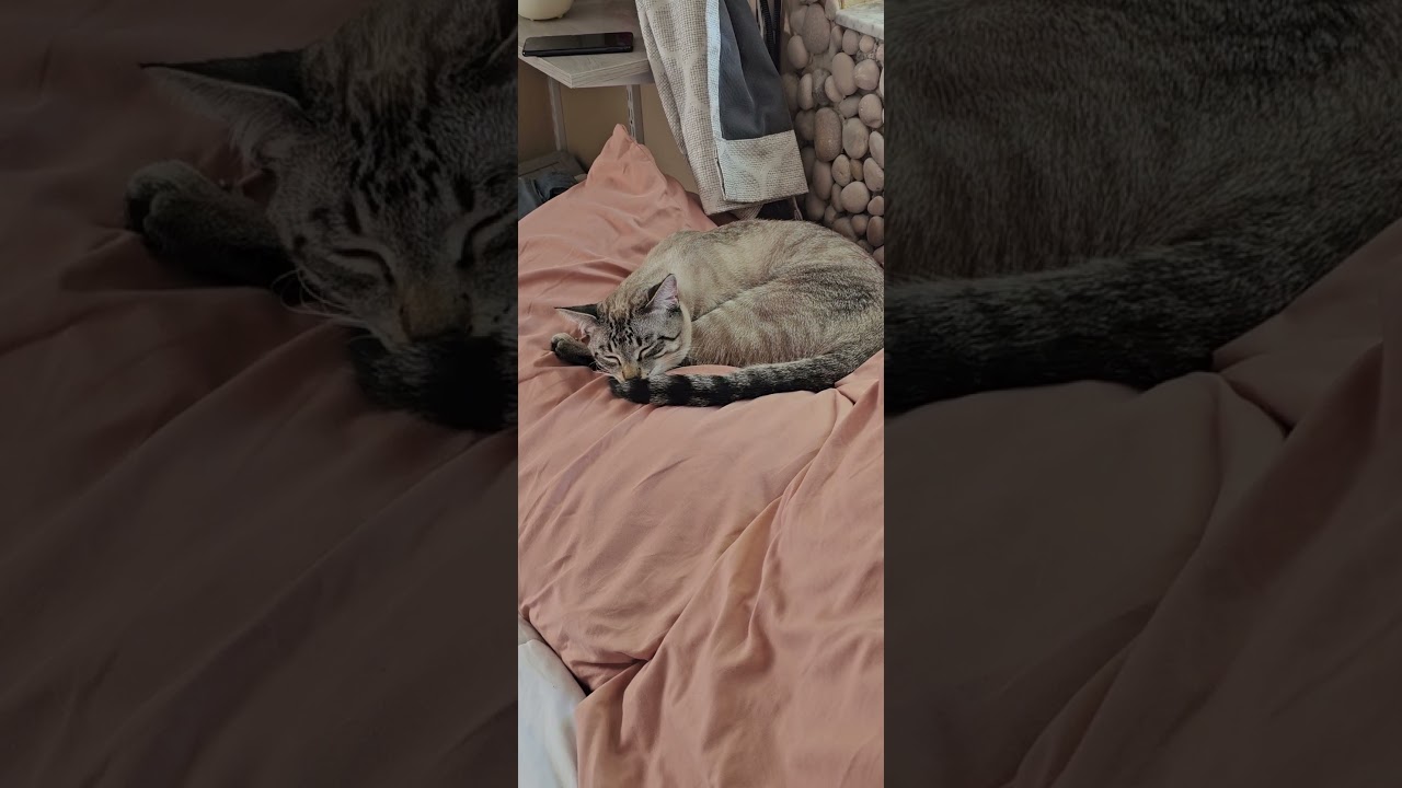 &ldquo;Cozy Cat Nap Aesthetic ☕🐈💤&rdquo; #cat #sleepycat #cutcatvideo #kitten #catshorts #cuteshorts #catvideos