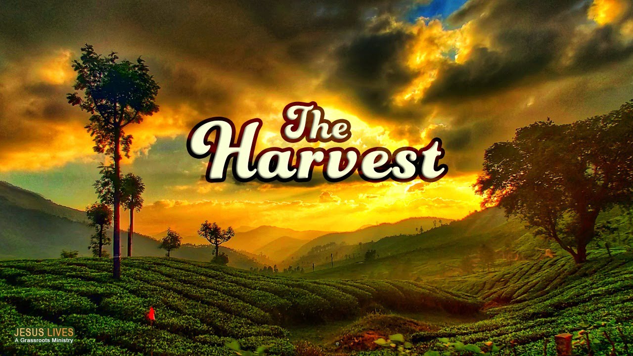 The Harvest | Pastor Phil | @JesusLives