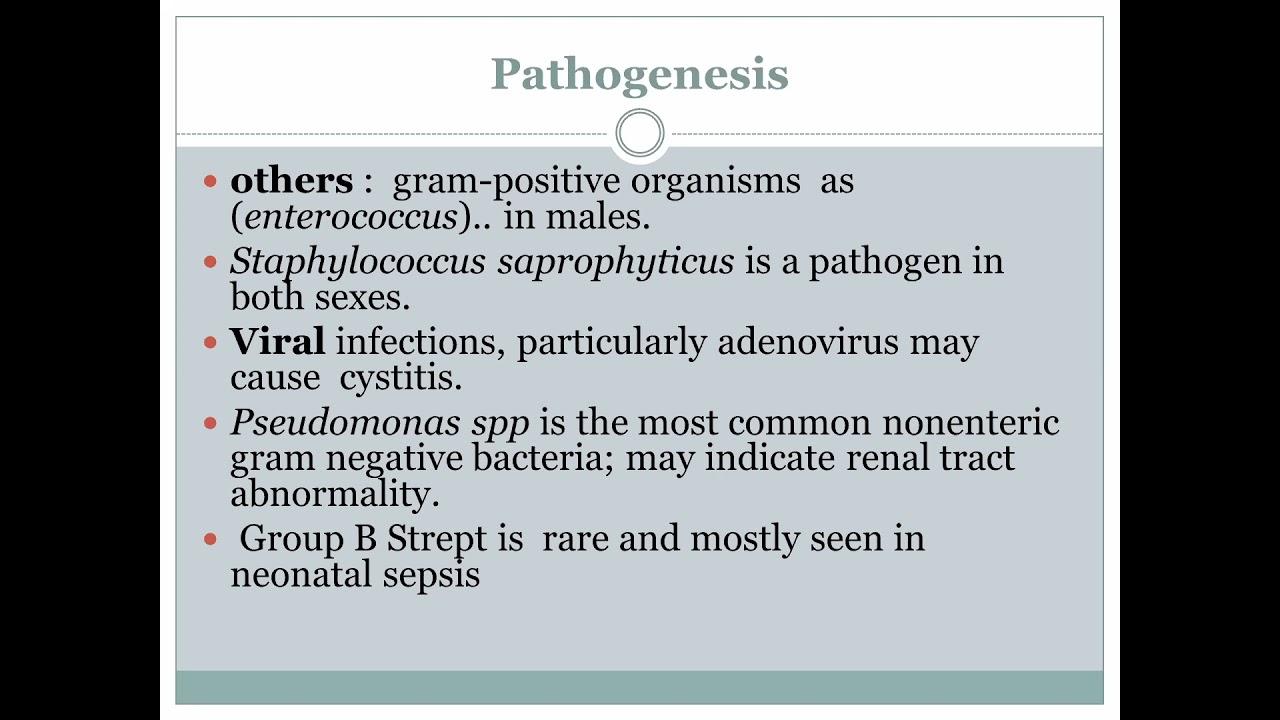 Lec. 16 | Pediatric Major [ Group C ] ( Dr. Salma Ajarmeh ) | Urinary Tract Infection
