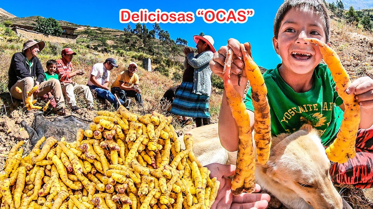 Así SE COSECHA deliciosas OCAS en COMBACAYAN (Tomé LECHE de BURRA 😱)