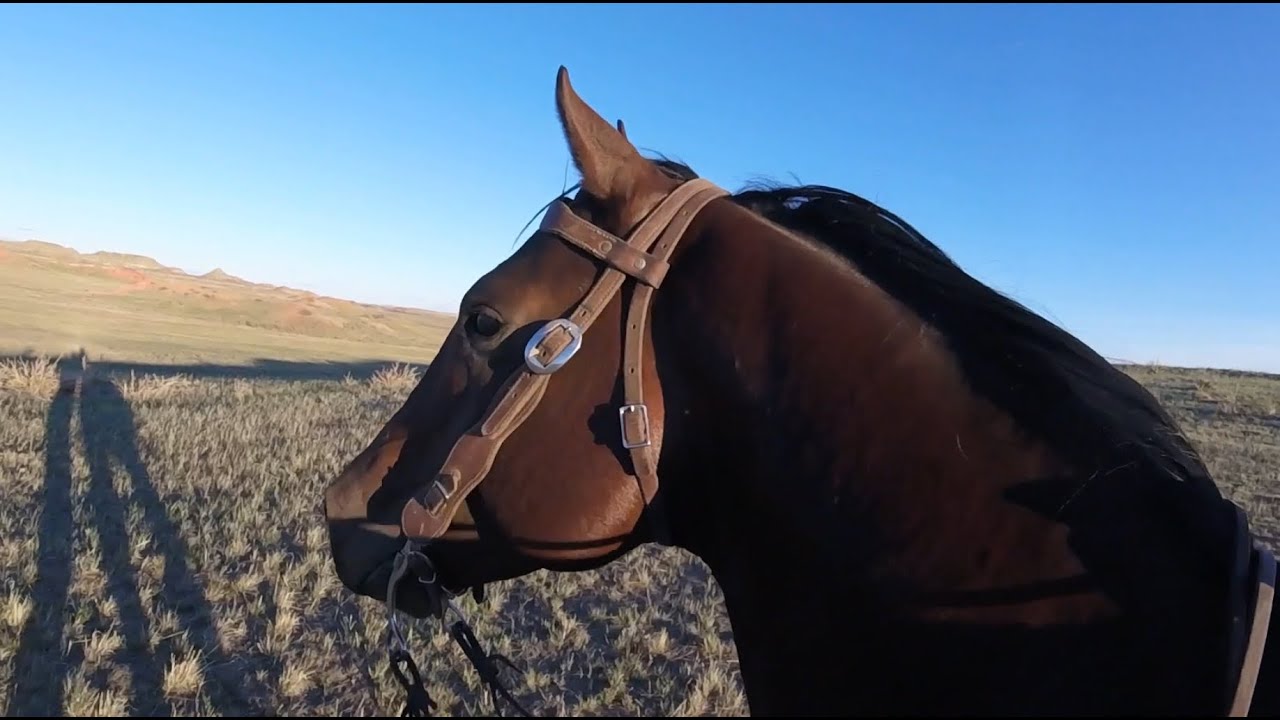 Exploring Krumm Spring With Riggs While Catching JoJo And Foal
