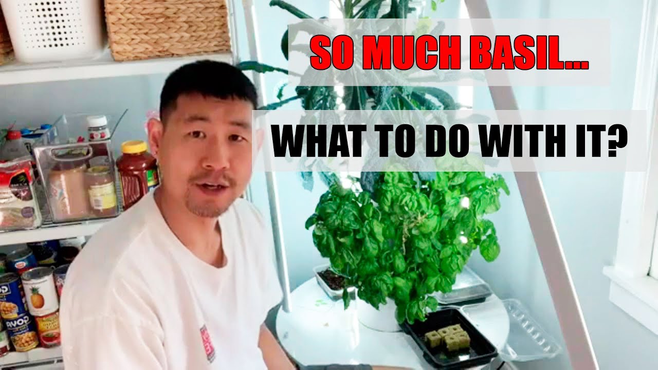 How harvest basil without Soil or Weeds | Goality Fitness Eric Su