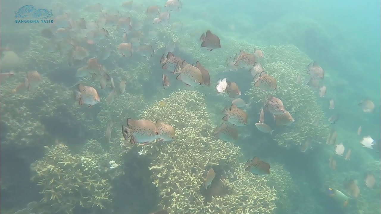 Siapa yang tidak tertarik! Banyak sekali ikan yang lewat tapi saya tangkap sebagian saja