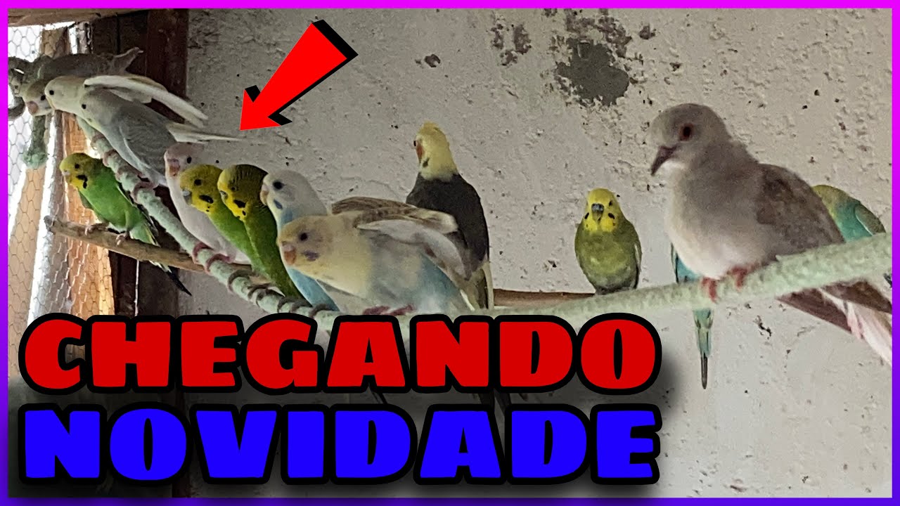 CHEGANDO NOVIDADE NA CRIAÇÃO.