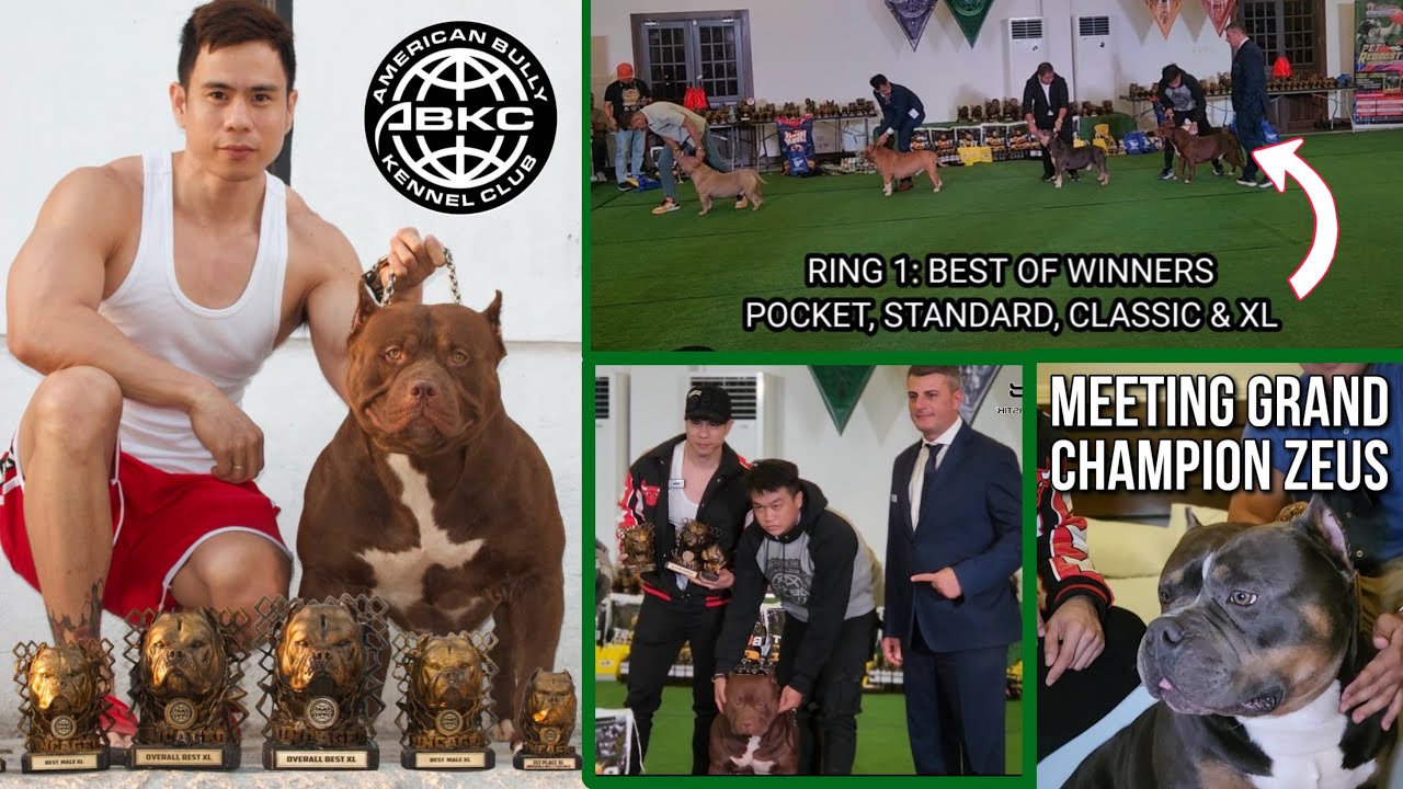 PANALO!!! WKennel KRONOS sumabak sa ABKC SHOW! XL AMERICAN BULLY • Sam Walastik