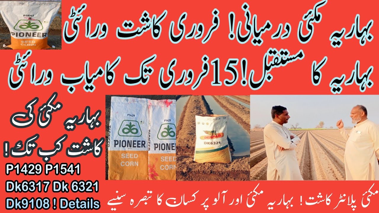 Baharia Makai Kasht Basic Time!Warity?بہاریہ مکئی درمیانی کاشت کیلئے موزوں وقت!ورائٹی! کاشت تفصیلات 