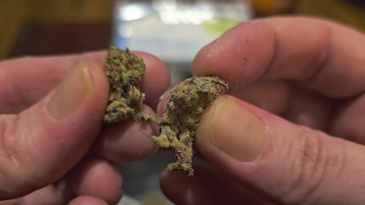 UK Medical Cannabis Review - ECMAC1 (aka. Mac1)