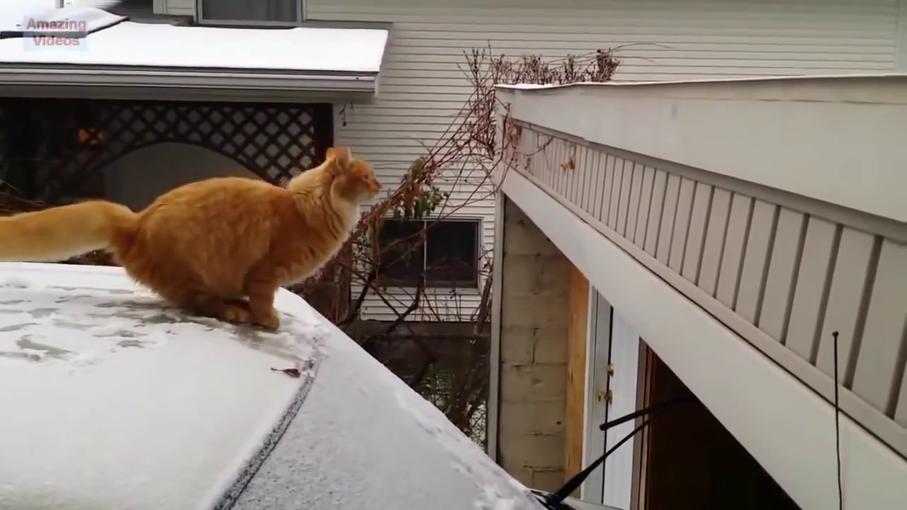 Lustige Katze Springen Ausfallen 2018