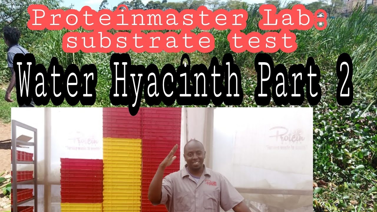 Black soldier fly:Water hyacinth part 2