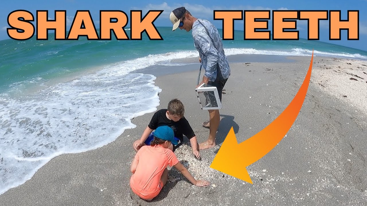 FOSSIL HUNTING at Stump Pass State Park in Florida