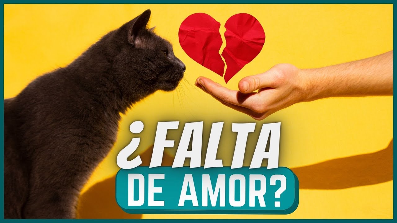 7 Cosas Que Hace Tu Gato Cuando Sus Muestras de Amor Quedan Sin Respuesta