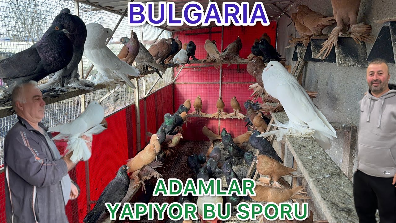 YURT DIŞINDA GÜVERCİN ÜRETİMİ FULL BALON IRKI KENDİ YAVRUSUNA BAKIN NASIL BAKIYO