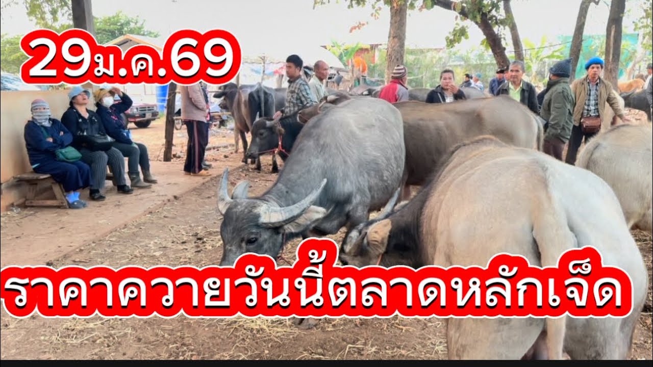 ลุงวิมลเลาะชมบรรยากาศชื่อขายควายตลาดหลักเจ็ด อ.พรรณานิคม จ.สกลนคร #ราคาควายวันนี้ 29/1/69