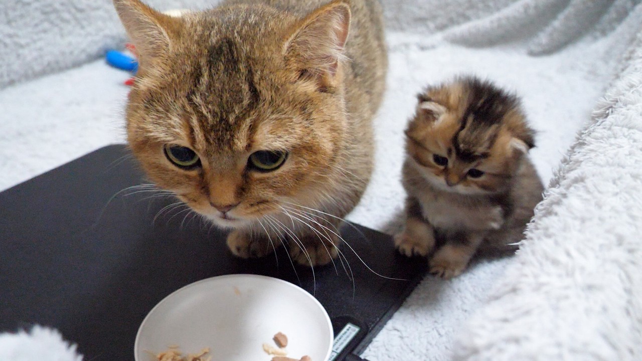 Watching Mama Cat eat made this adorable kitten hungry too...