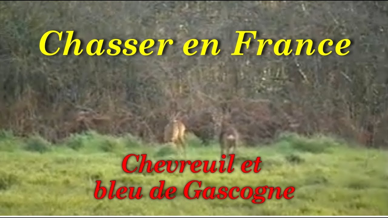 Chasser en France : Chevreuil et bleu de Gascogne