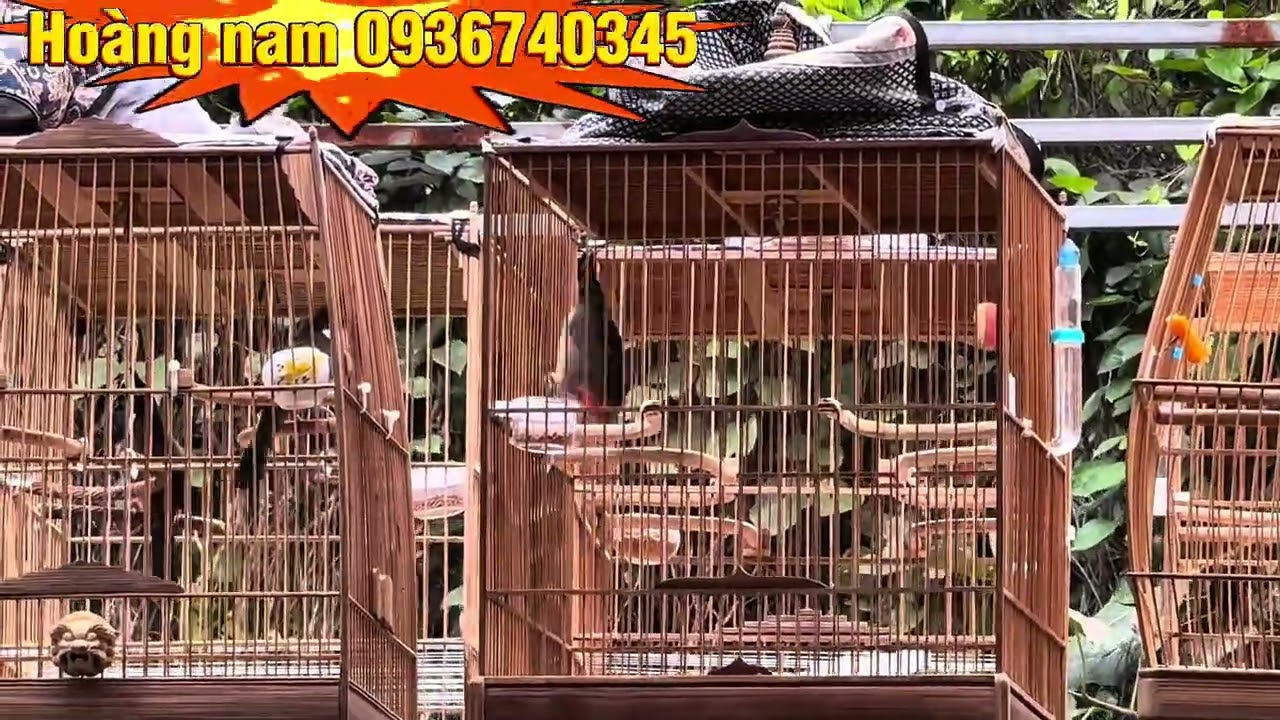 20/2 lên ae 1 bé phách mãn nhãn lắc cầu đẹp bộ to dài như con choè 