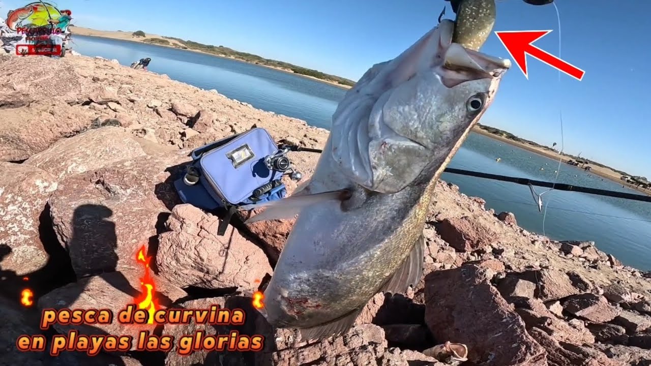 Pesca de #curvina  en playas las glorias 