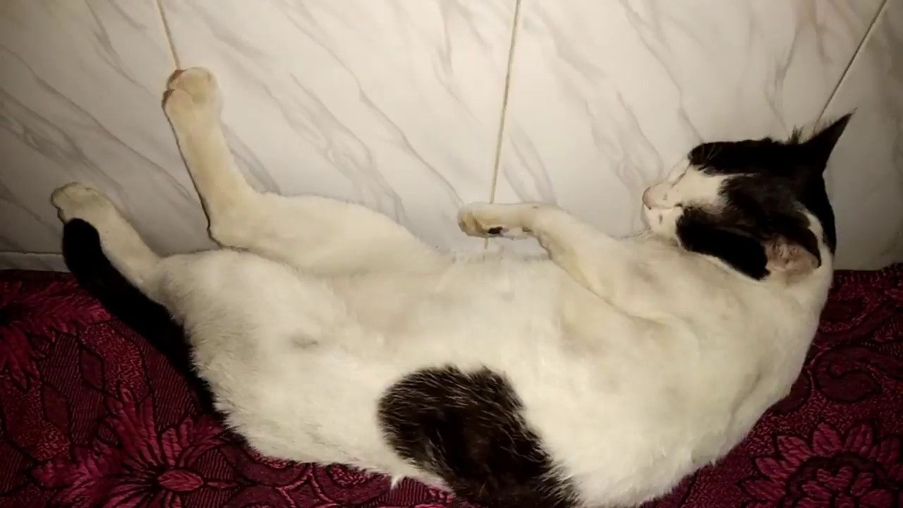 Full day with Cat